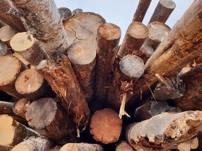 Севержилкомсервис организует экспертизу дров, поставленных в села Заполярного района НАО